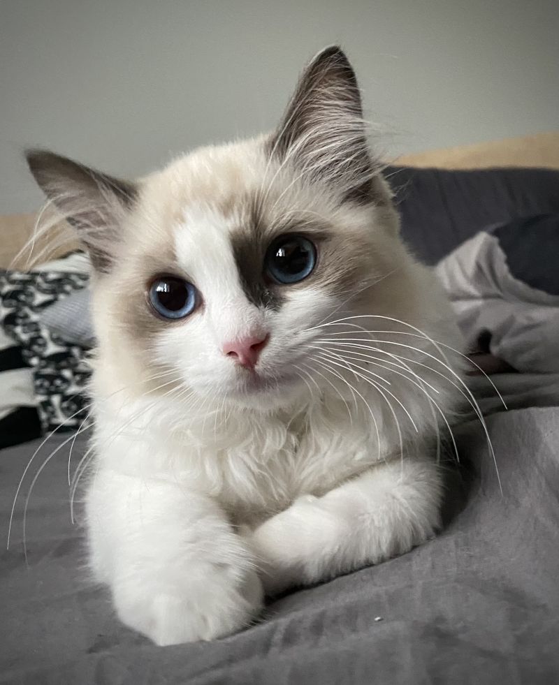 Zdjęcie kota z błękitnymi oczami