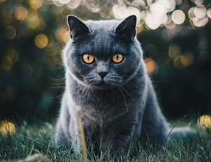 Światowy Dzień Kota – Naukowcy UJ w walce z groźną chorobą kotów
