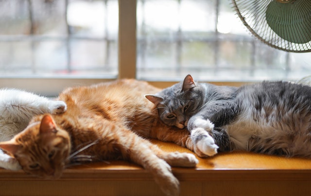 Koty śpiące obok siebie na parapecie